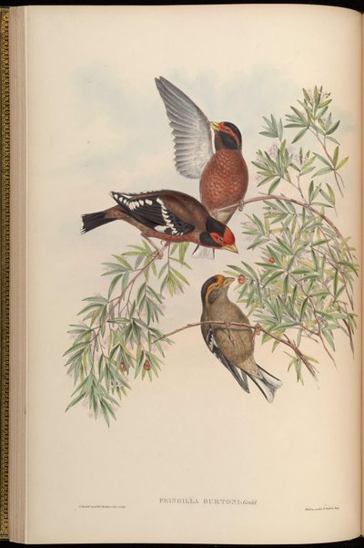 Fringilla burtoni = Callacanthis burtoni von John Gould